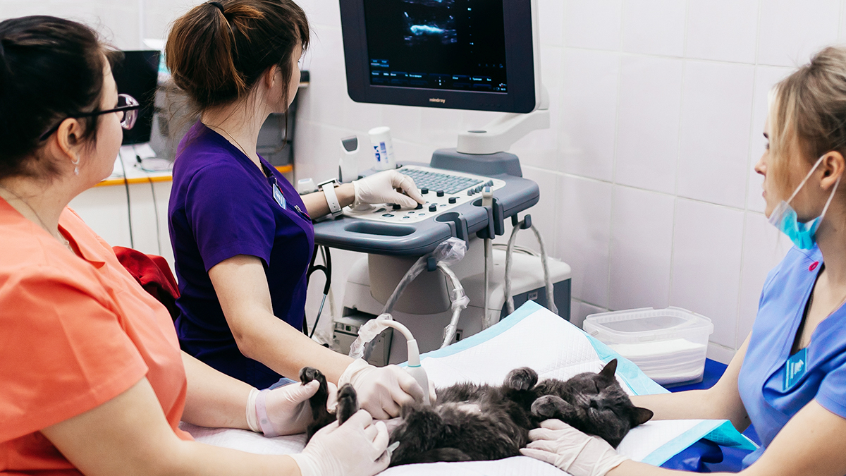 Отделения ветеринарной кардиологии — Филиал Уссурийск