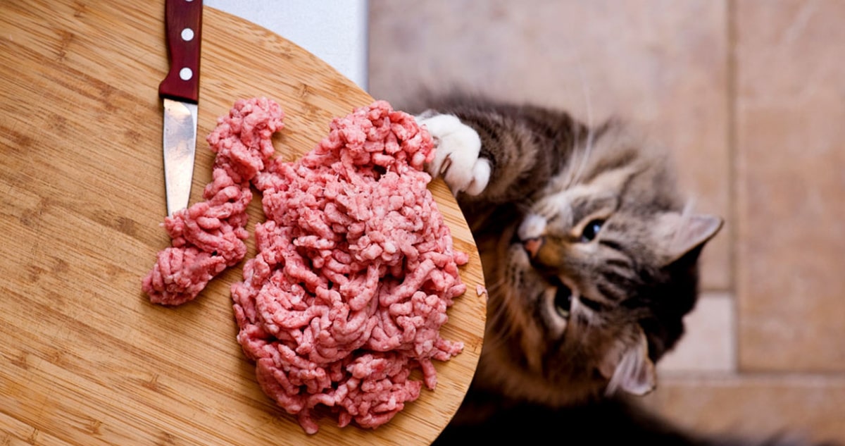 Как перевести кошку на натуральное питание