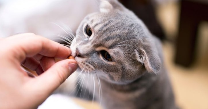 Как перевести кошку на натуральное питание