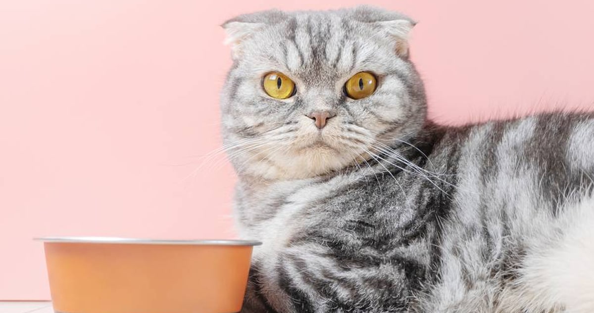 Как перевести кошку на натуральное питание