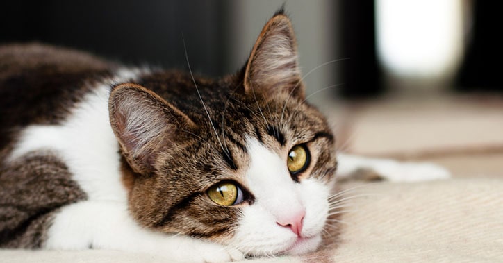 Как перевести кошку на натуральное питание