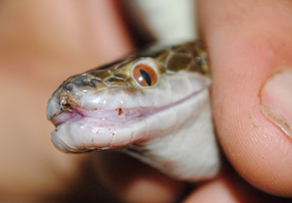 Стоматит у рептилий (англ. “mouth rot”)