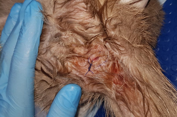 Выпадение прямой кишки у кошки