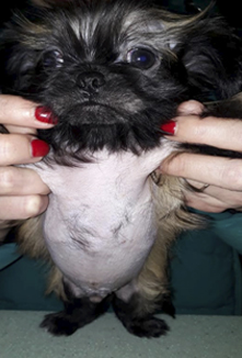 Собаки с эктодермальной дисплазией