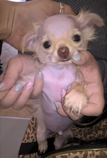 Собаки с эктодермальной дисплазией 