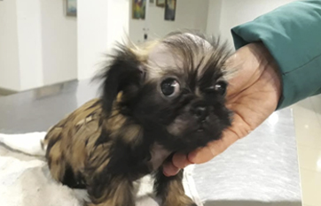 Собаки с эктодермальной дисплазией