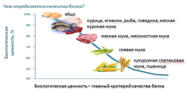 Что очень полезно для желудка собак
