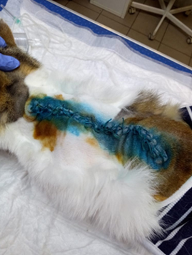 Клинический случай фибросаркомы мягких тканей у кота