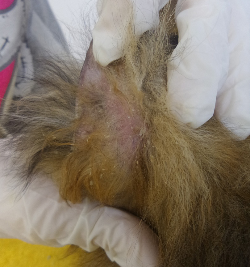 Клинический случай ятрогенного синдрома Кушинга и саркоптоза у щенка