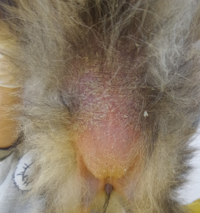 Клинический случай ятрогенного синдрома Кушинга и саркоптоза у щенка