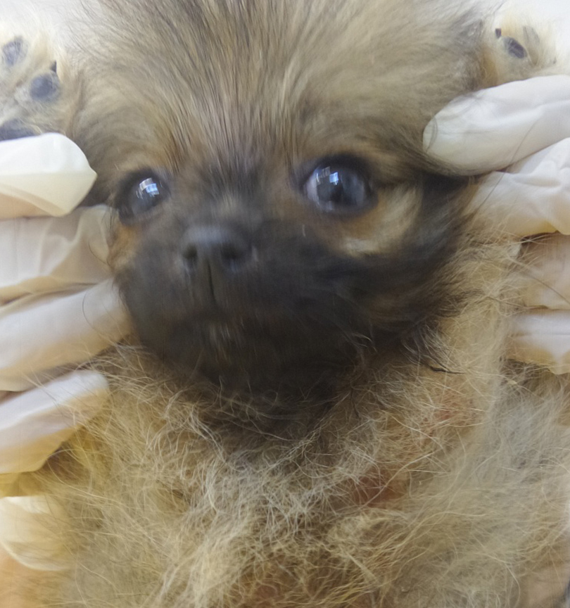 Клинический случай ятрогенного синдрома Кушинга и саркоптоза у щенка