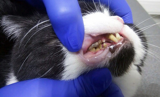 Рис.3 Заболевания пародонта