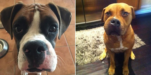 5)	Рис. 4 Признаки флюса  у собак