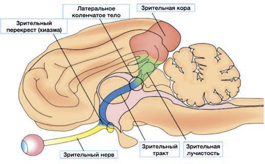 Рис. 1. Схематичное изображение зрительного пути животного