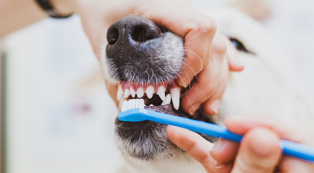 Стоматология для собак и кошек, удаление зубов животным в Москве