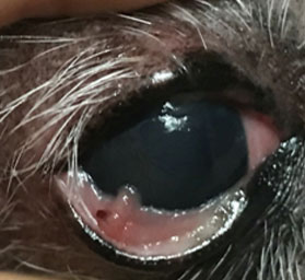 Фото 2. Новообразование пальпебральной конъюнктивы