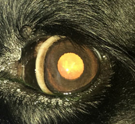 Фото 4. Папиллома кожи века