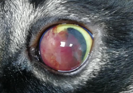 Ультразвуковая диагностика интраокулярного образования у кота