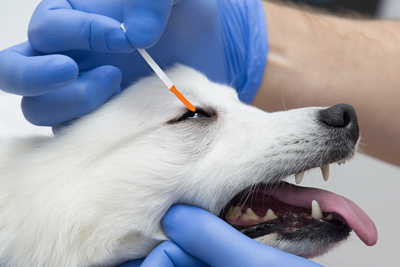 Проведение теста с флюоресцеином у собаки