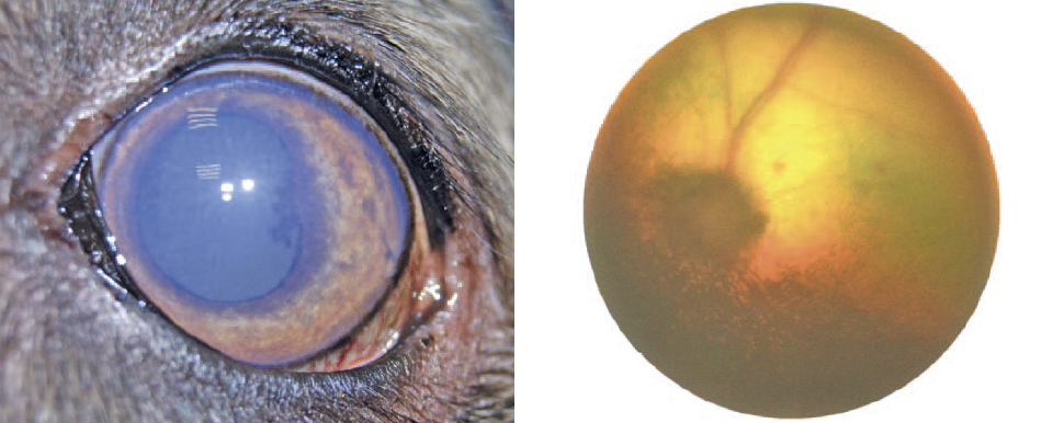 Состояние глаза собаки на момент первичного осмотра (слева) и состояние глазного дна (справа)