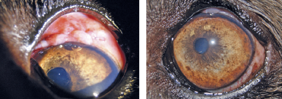 Состояние глаза собаки сразу после операции (слева) и через 7 дней (справа)