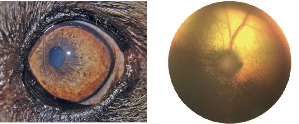 Состояние глаза собаки (слева) и глазного дна (справа) через 210 дней после операции
