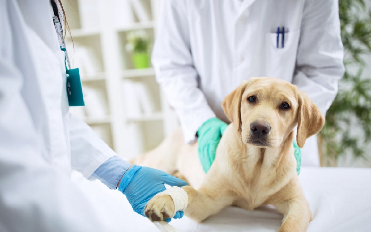 Профилактика заболеваний