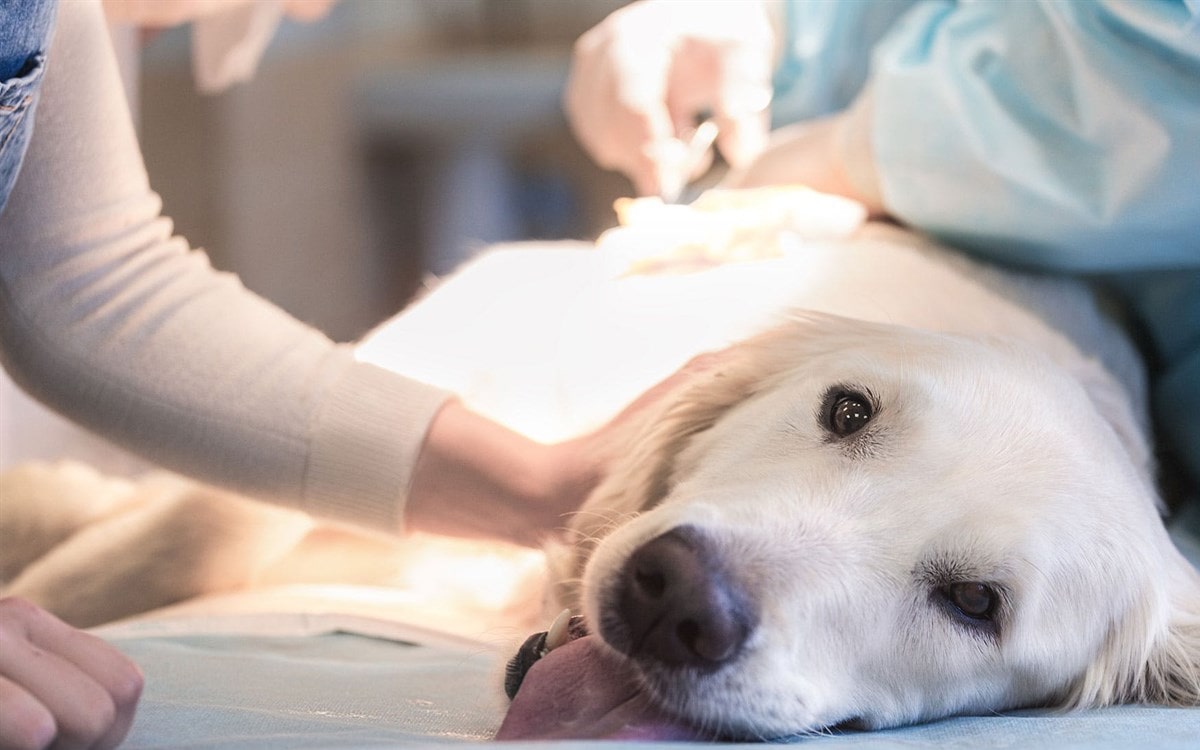 Когда собаке необходима кастрация