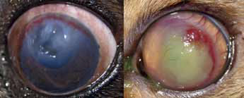 Внешний вид глаза собаки №4 (слева) и кошки №15 (справа) при септической язве роговицы с кератомаляцией