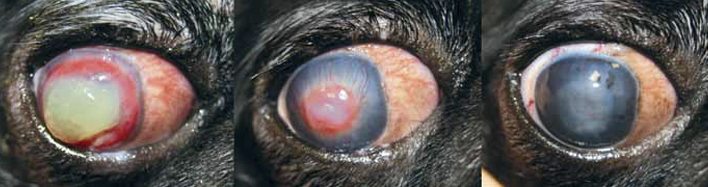 Состояние глаза пациента №5 до лечения (слева), через 14 дней (по центру) и через 30 дней (справа) после КЛ