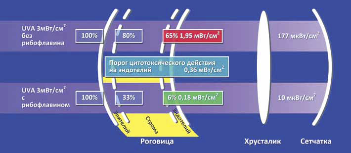 Степень воздействия УФО на эндотелий роговицы, хрусталик и сетчатку в присутствии рибофлавина и без него