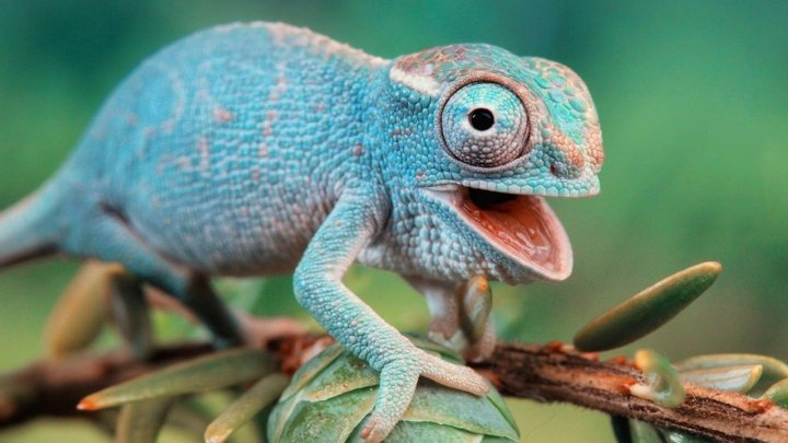 Герпетология, ветклиника "Свой Доктор"