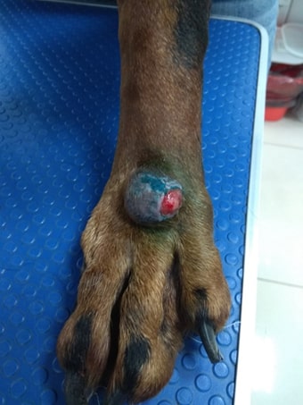 Как выглядит рак кожи у собак