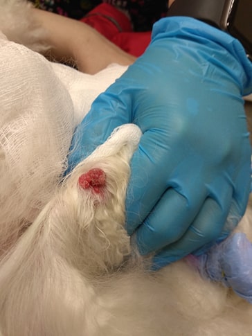 Как выглядит рак кожи у собак