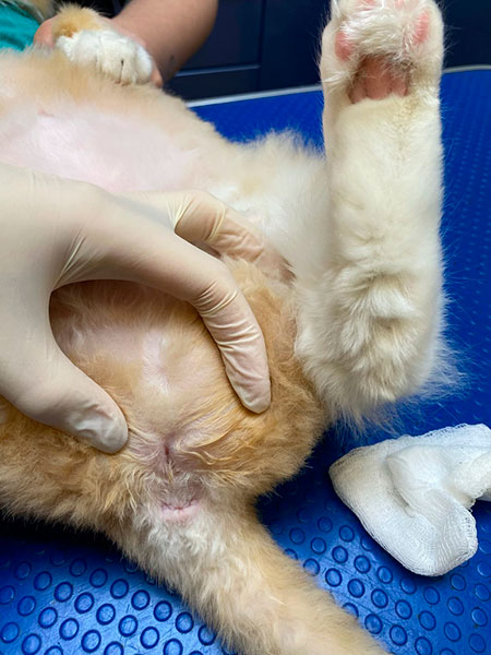 Клинический случай: промежностная уретростомия у кота - сеть ветеринарных  клиник «Свой Доктор»