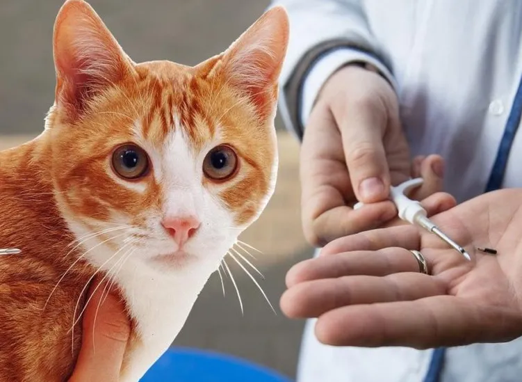 Чипирование кошек по низким ценам в Москве - ветклиника «Свой доктор»