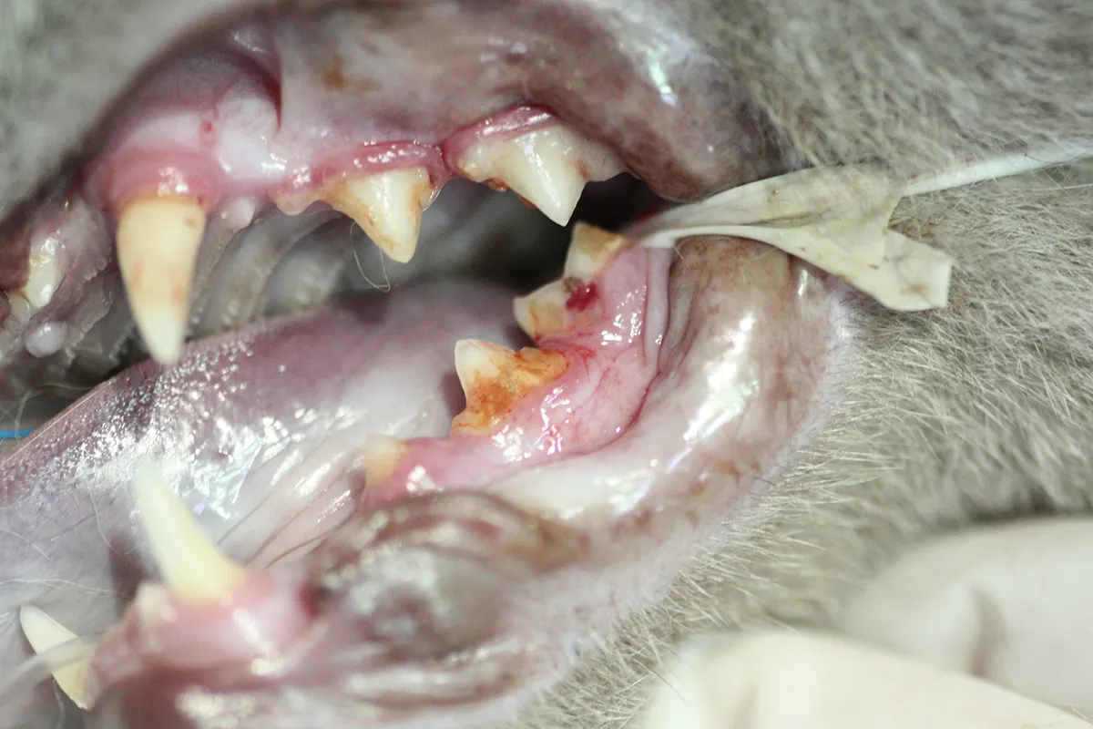 Хронический гингивостоматит у кошек - статьи о ветеринарии «Свой Доктор»