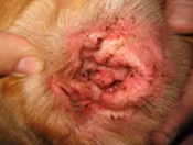 Фото 2. Эритема и коричневые выделения при аллергическом отите, осложнённом малассезиозной инфекцией (фотография С.Беловой)