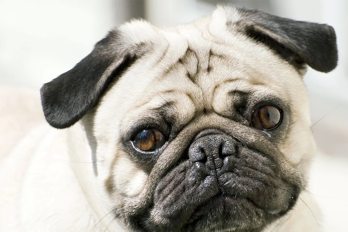 Слюнявчик у собаки: причины и способы лечения слезящихся глаз у питомца