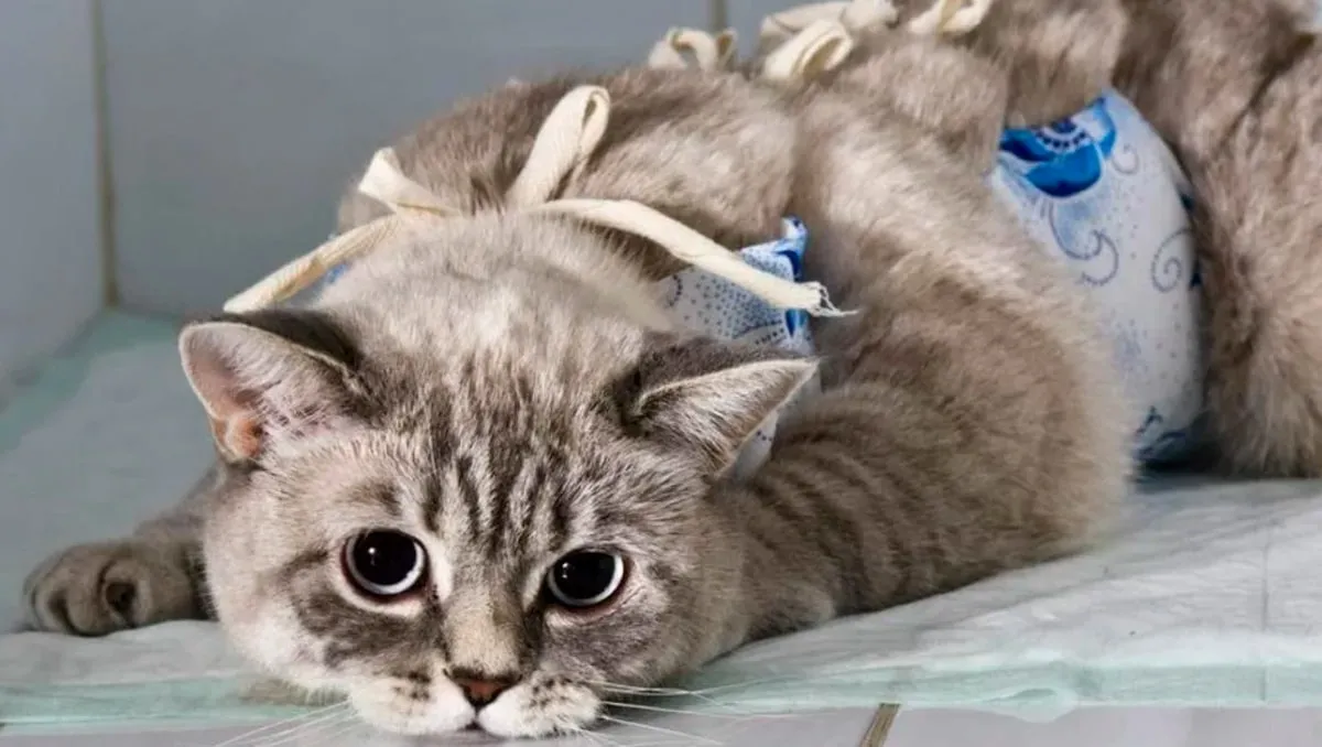 Стерилизация кошек - цена в Москве в ветклинике «Свой Доктор»