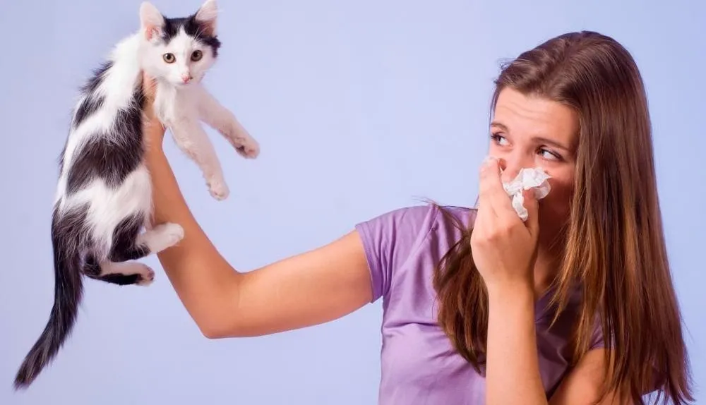 Аллергия на кошек у детей и взрослых - симптомы и лечение аллергии на  шерсть кошки