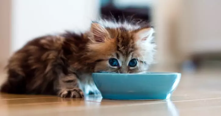 Как перевести кошку на натуральное питание