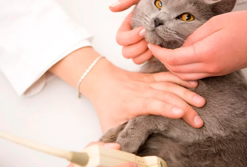 Ложная беременность у кошек что делать - симптомы, признаки и лечение