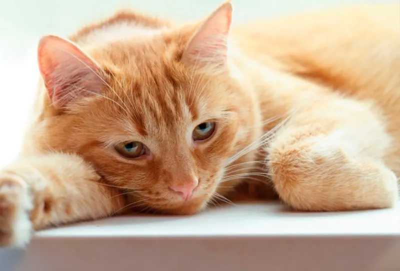 Бешенство у кошек - симптомы, признаки и опасность для человека