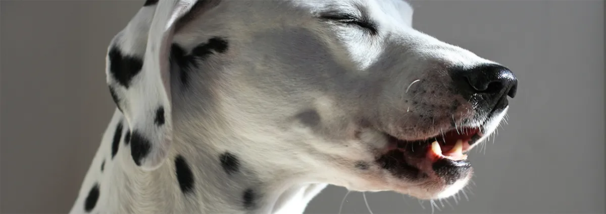 Причины кашля у собак - статьи о ветеринарии «Свой Доктор»