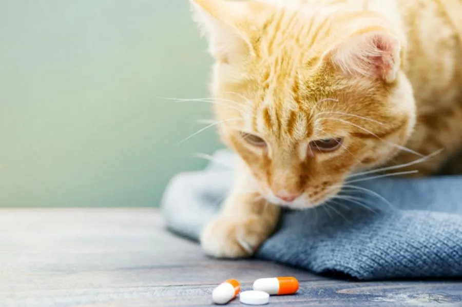 Как дать лекарственный препарат кошке внутрь? - статьи о ветеринарии «Свой  Доктор»