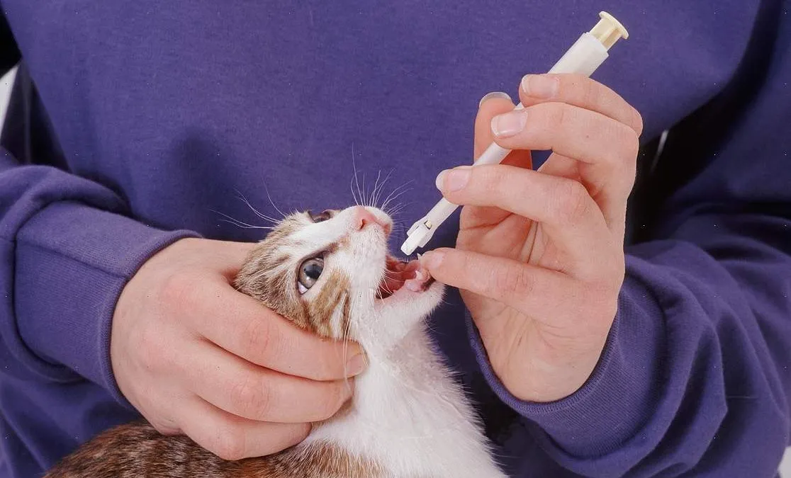 как дать коту лекарство из шприца