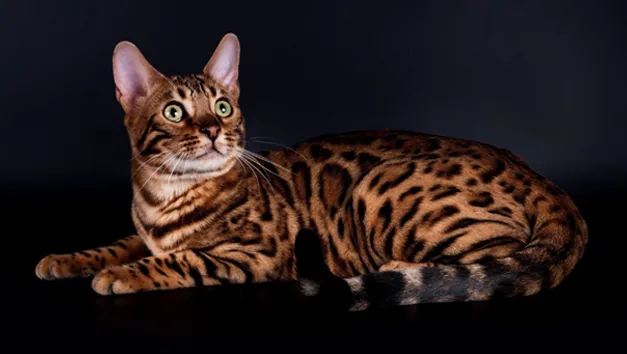 Бенгальская кошка: описание породы и характер, уход и здоровье