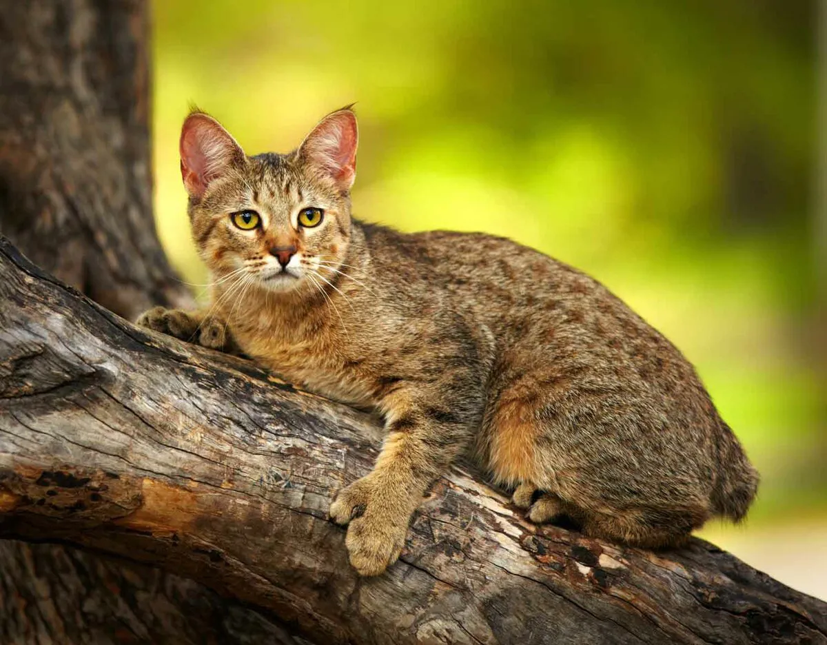 Лесной эльф из Царства кошек – пикси-боб - статьи о ветеринарии «Свой  Доктор»
