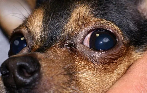глаза у собак